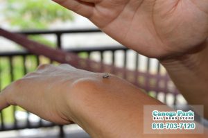 How to Prevent Mosquitos